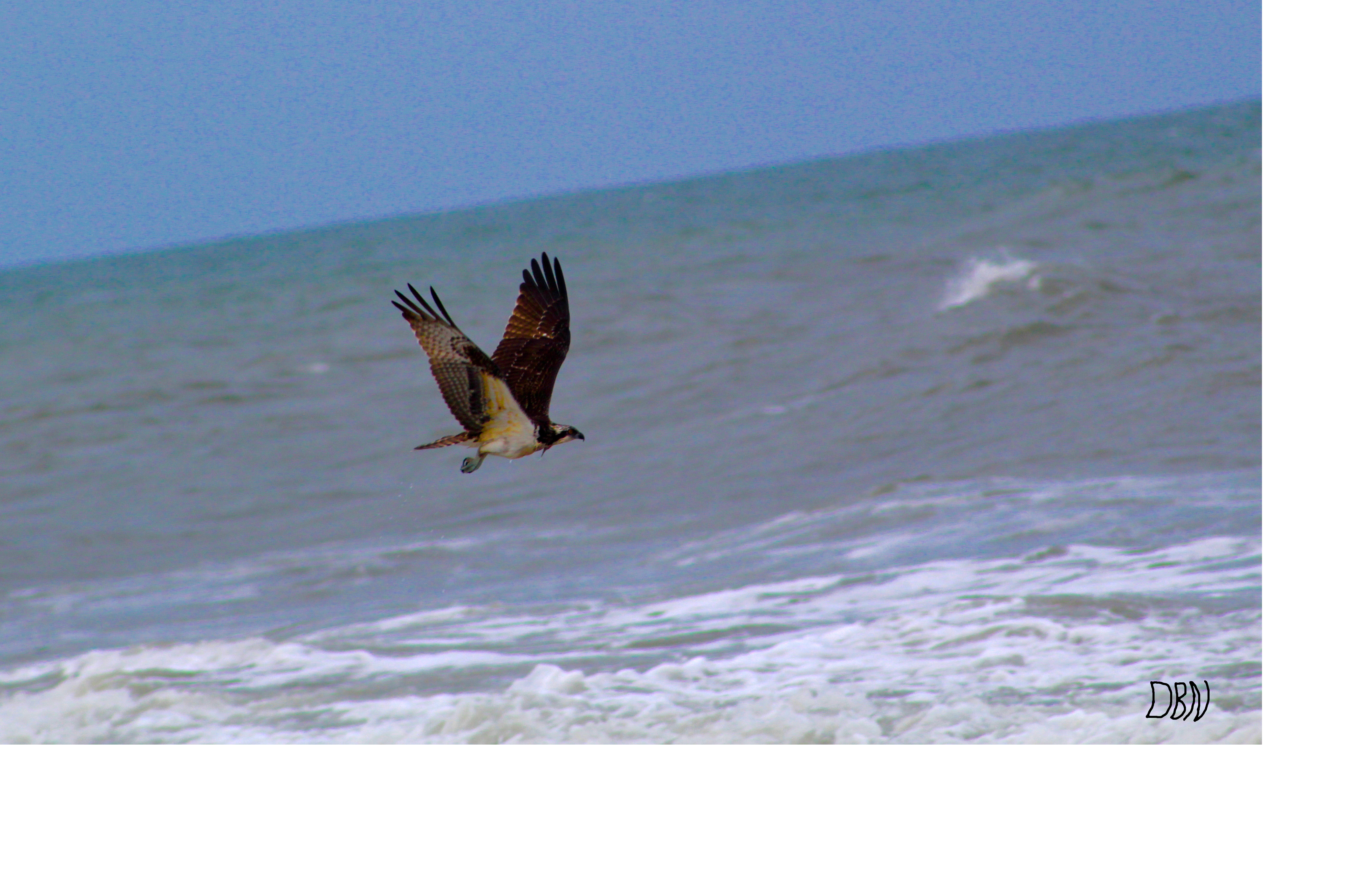 osprey.jpg