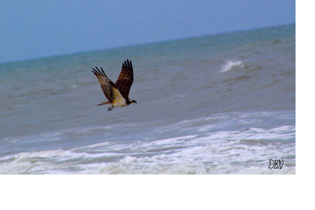 osprey.jpg